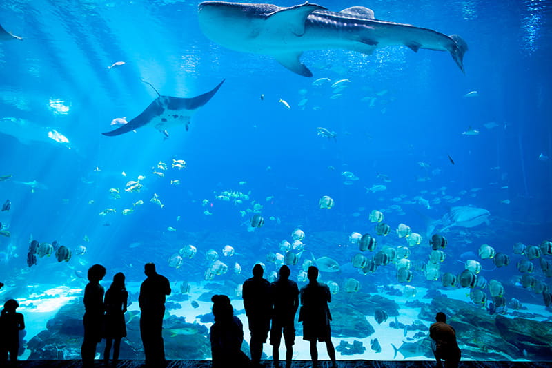 People standing in front of large tank with fish at the Georgia Aquarium
